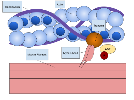 File:Sliding Filament Theory.svg