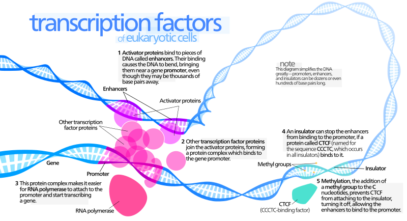 File:Transcription Factors.svg