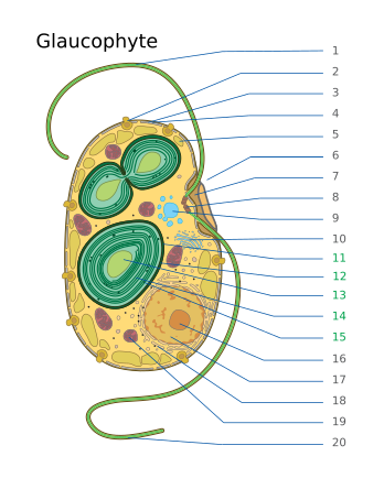 File:2024 Glaucophyte Numbered.svg