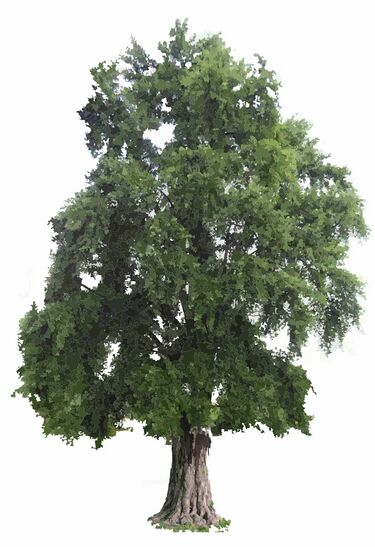 File:FB2 Ginkgo (cropped).jpg