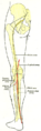Diagram showing the arteries of the lower limb, including the posterior tibial artery.