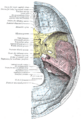 Base of skull – superior view