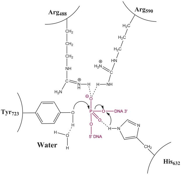 File:Topoisomerase IB Active Site.jpg