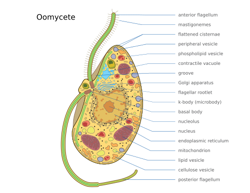 File:2023 Oomycete.svg