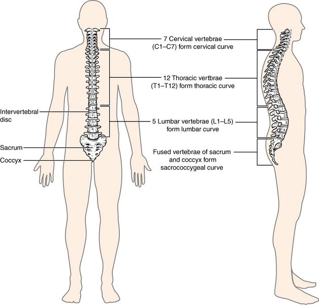 File:715 Vertebral Column.jpg