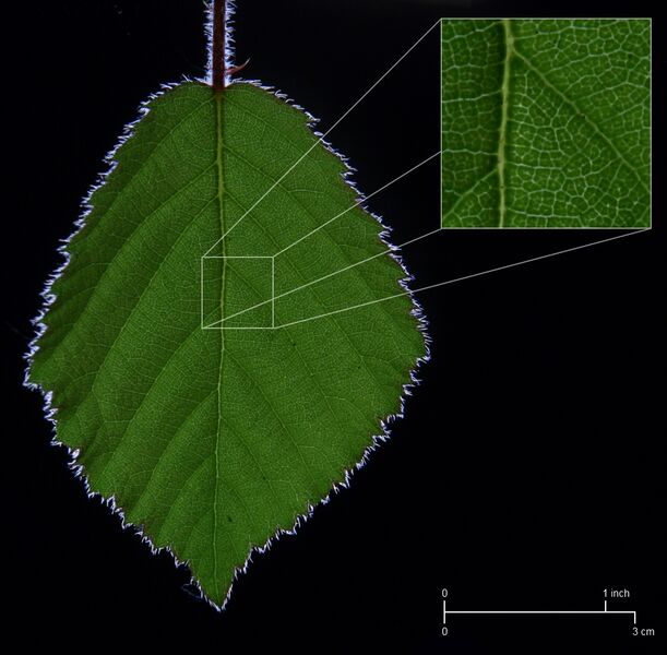 File:BrambleLeaf CrossPolarisedLight Diagram.jpg