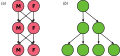 Evolsex diagram