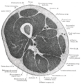 Thumbnail for version as of 17:28, 18 May 2026