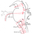 Facial nerve pathways