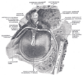 Malleus