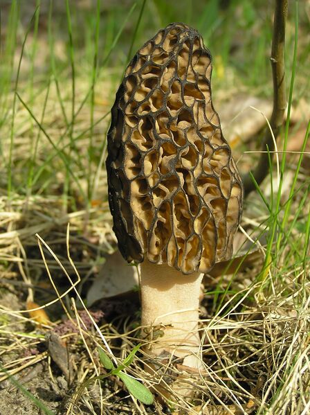 File:Morchella conica 1 beentree.jpg