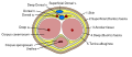 Cross-section of the penis