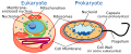 Thumbnail for version as of 12:49, 29 May 2026