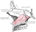 Vomer bone, sagittal section