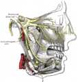 Diagram of the maxillary nerve and its branches