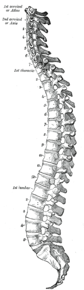 File:Gray 111 - Vertebral column.png
