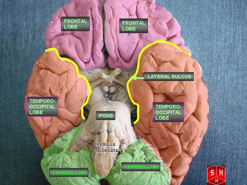 File:Lobes of the brain.jpg