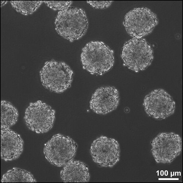 File:MESC EBs.jpg