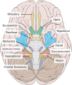 Inferior view of the human brain with labels