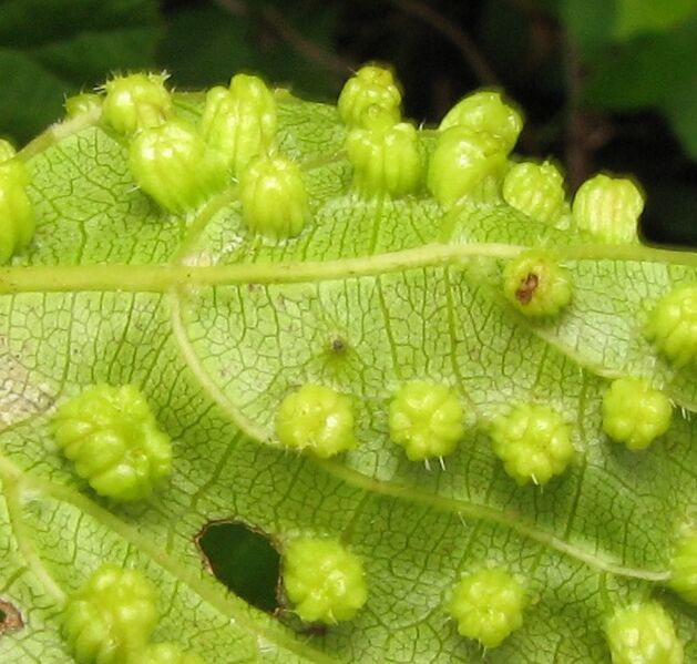 File:Daktulosphaira vitifoliae. closeup.jpg