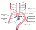 Diagram of the aortic arches in a human embryo.