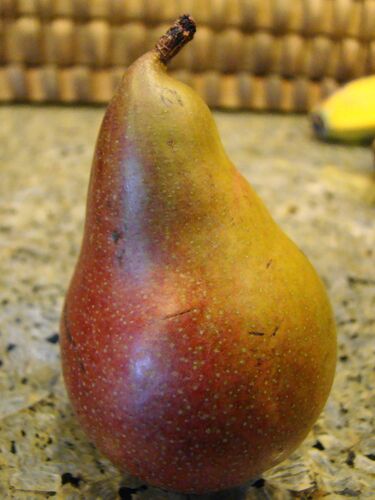 File:Seckel Pear (4466279290).jpg