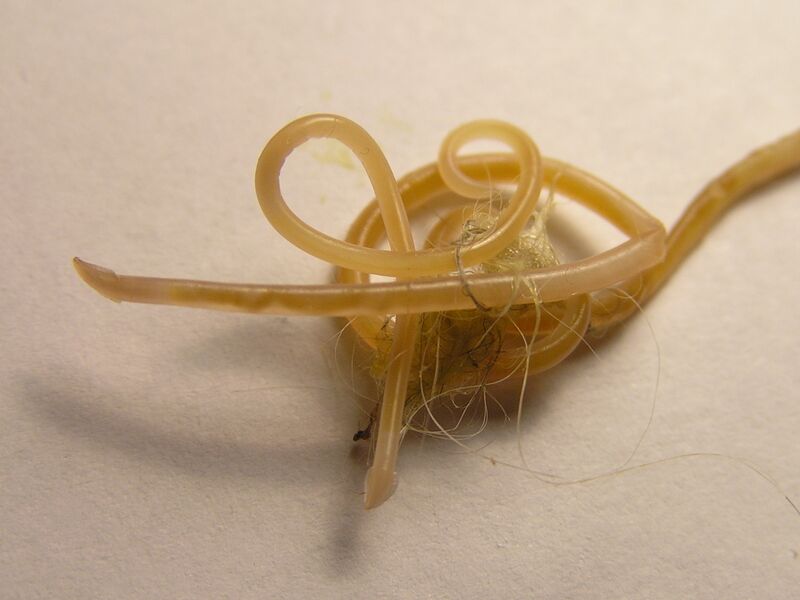 File:Toxocara cati 2 beentree.jpg