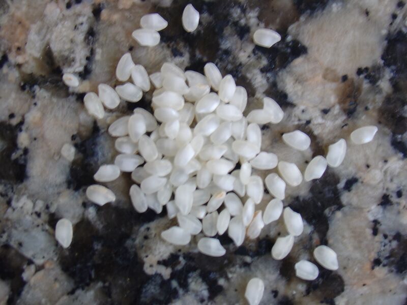 File:Arroz bomba calasparra.jpg