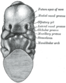 Gray's Anatomy Plate 45