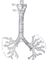 Carina of trachea
