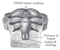 Thumbnail for version as of 17:28, 18 May 2026