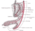 Gray's Anatomy illustration of the mesentery and intestines