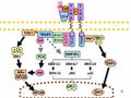 Toll-like receptor pathways