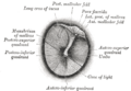 Thumbnail for version as of 17:28, 18 May 2026