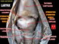 Detailed view of the larynx