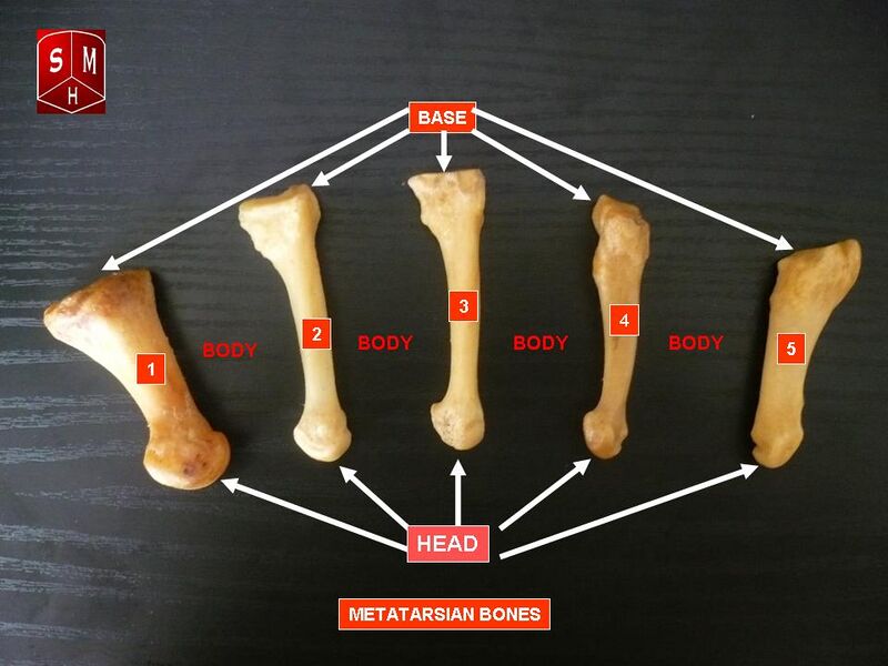 File:Metatarsus.jpg