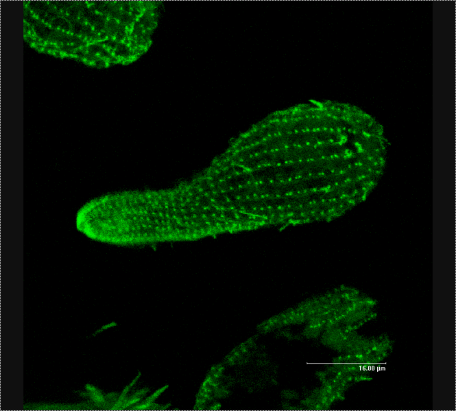 File:Tetrachimena Beta Tubulin.png