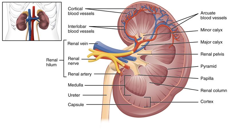 File:2610 The Kidney.jpg