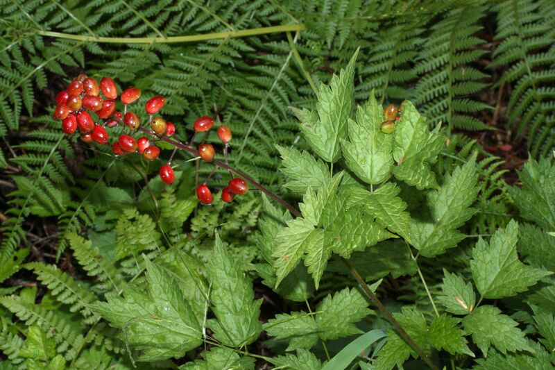 File:Actaea rubra 9451.JPG