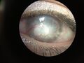 Thumbnail for version as of 03:31, 5 June 2026