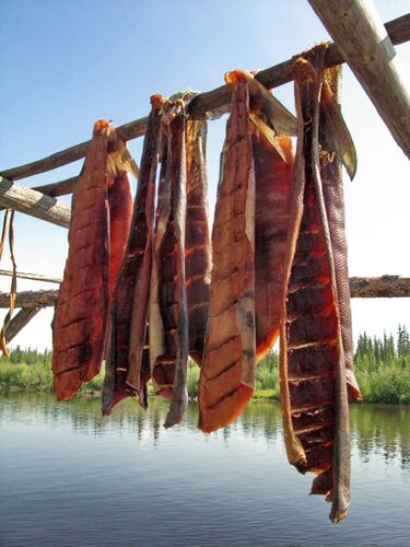 File:Drying Salmon.jpg