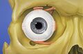 Human_eye