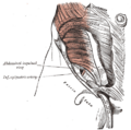 Inguinal canal