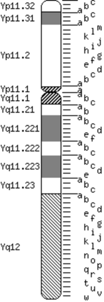 File:Human chromosome 3 detail.png