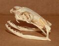 Ophiophagus hannah skull