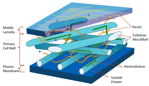 File:Plant cell wall diagram-en.svg