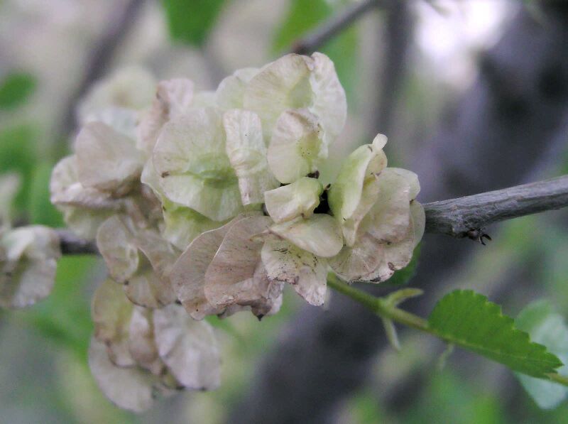 File:Ulmus-pumila-samaras.jpg