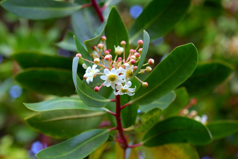 File:Drimys winteri.jpg