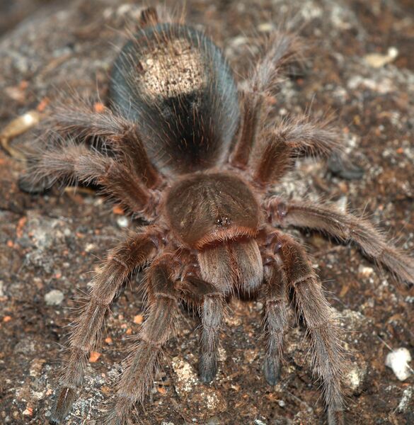 File:Grammostola.rosea.with.hair.patch.jpg