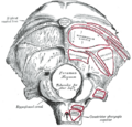 Obliquus capitis superior muscle